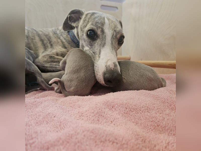 Unsere  Whippet Welpen WCD e. V./VDH