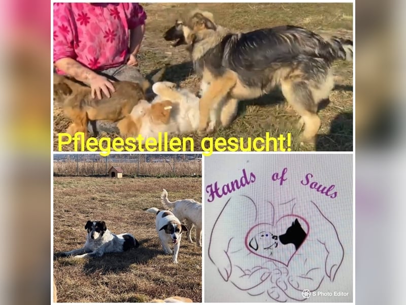 Wir suchen dringend Pflegestellen