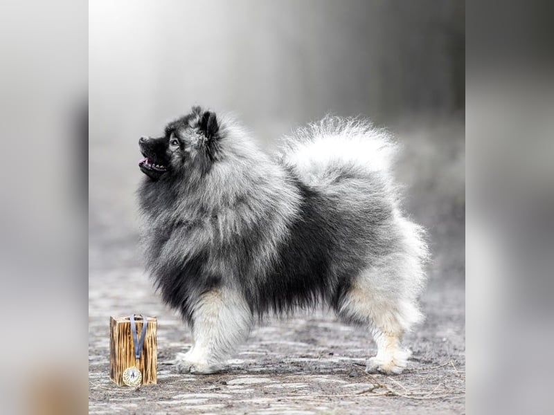 Wurfankündigung von Wolfsspitzwelpen