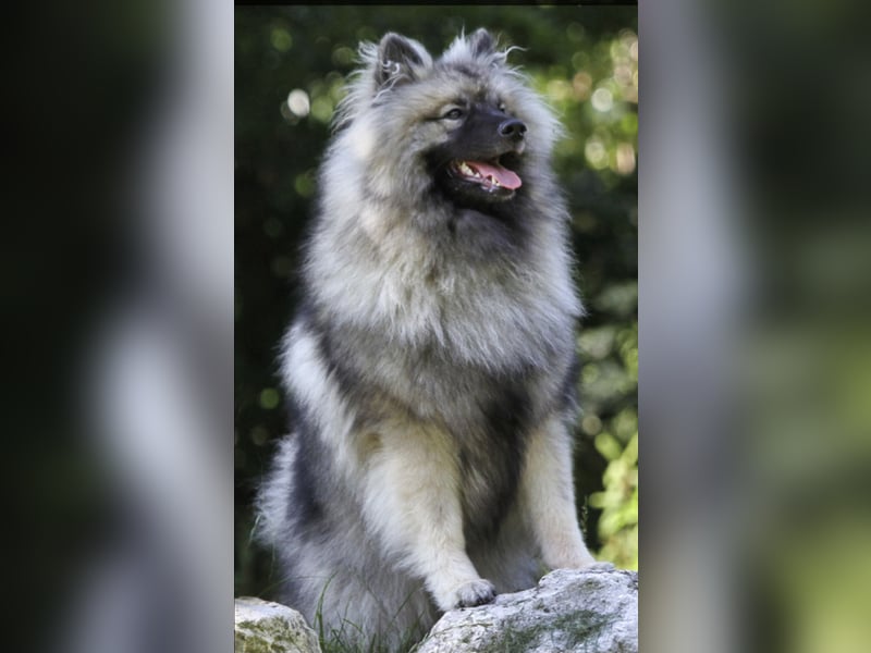 Wurfankündigung von Wolfsspitzwelpen