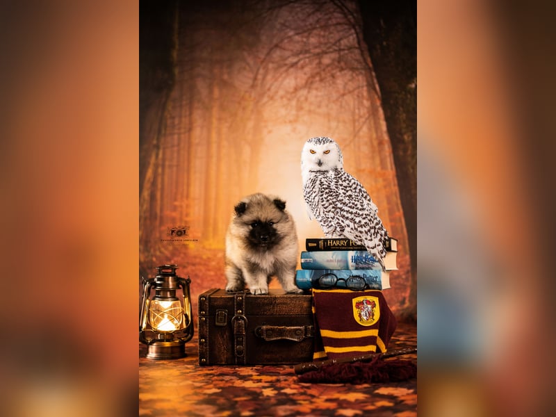 Wolfsspitz- Welpen Hollabellas E- Wurf