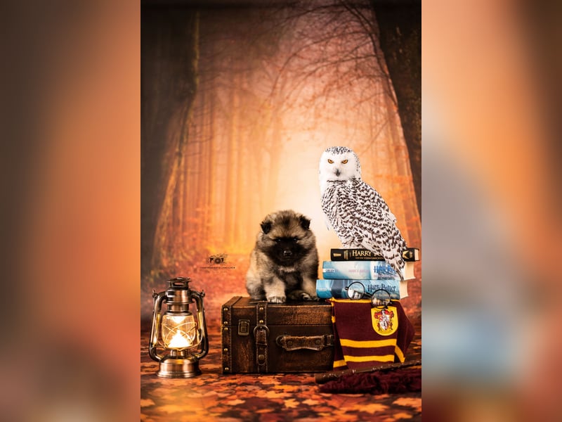 Wolfsspitz- Welpen Hollabellas E- Wurf