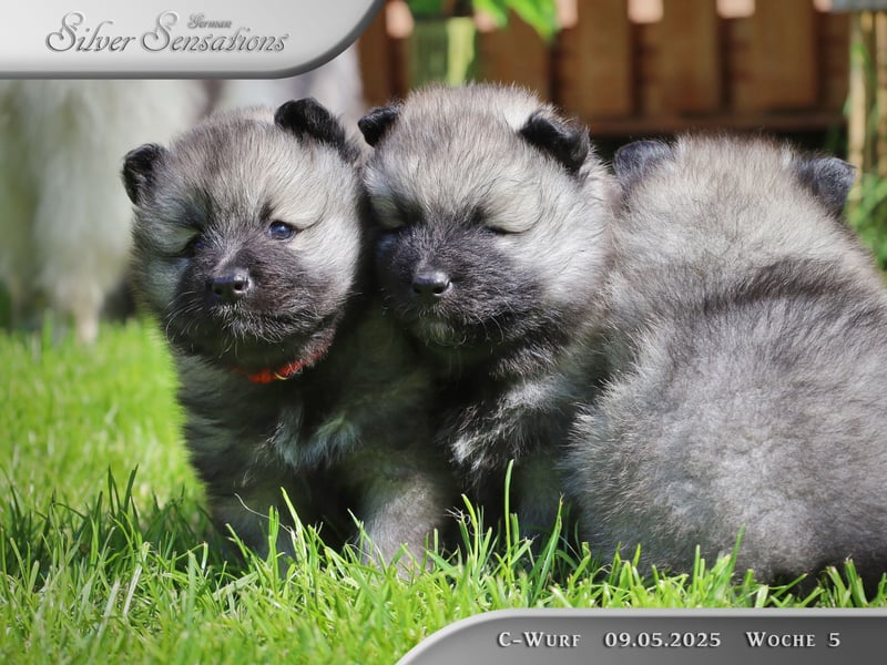 Wolfsspitz-Welpen
