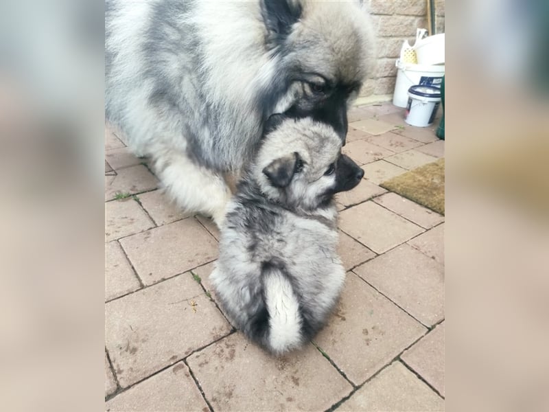 Wolfspitz Hündinnen Abholbereit