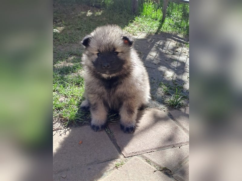 Wolfspitz Hündinnen Abholbereit