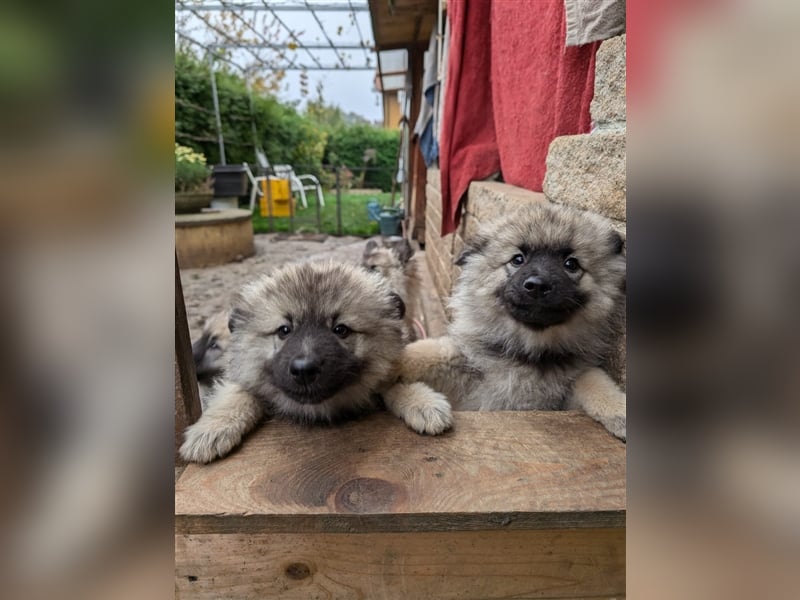 Wolfspitz Hündinnen Abholbereit