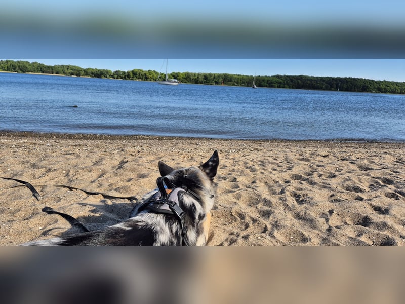 ♡Nala sucht ein ruhiges Körbchen
