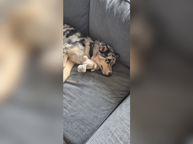 ♡Nala sucht ein ruhiges Körbchen