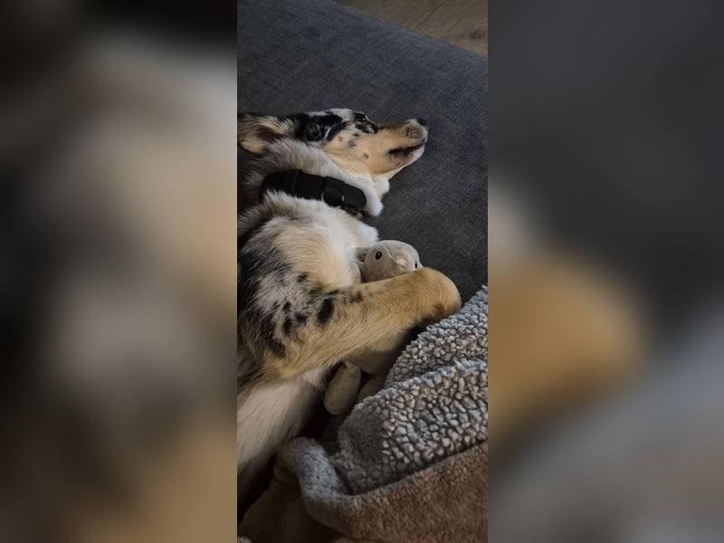 ♡Nala sucht ein ruhiges Körbchen