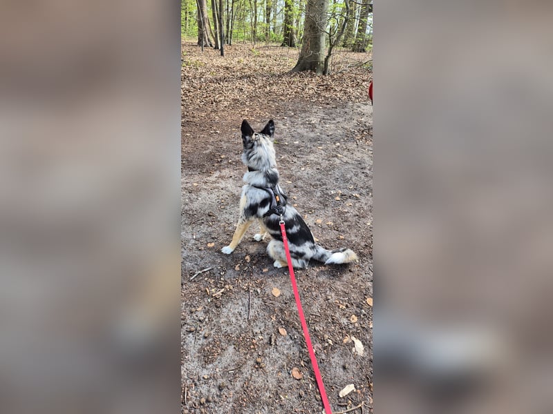 ♡Nala sucht ein ruhiges Körbchen