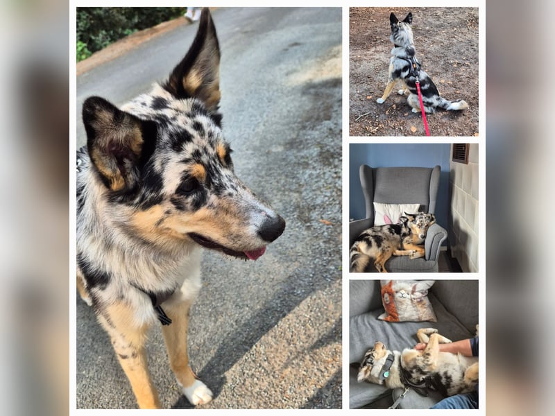 ♡Nala sucht ein ruhiges Körbchen