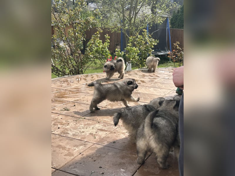 Wolfsspitz Welpen