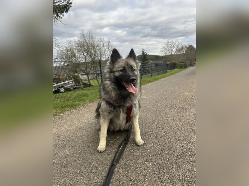 Wolfsspitz Welpen