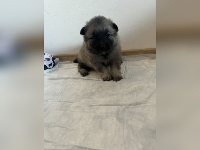 Wolfsspitz welpen