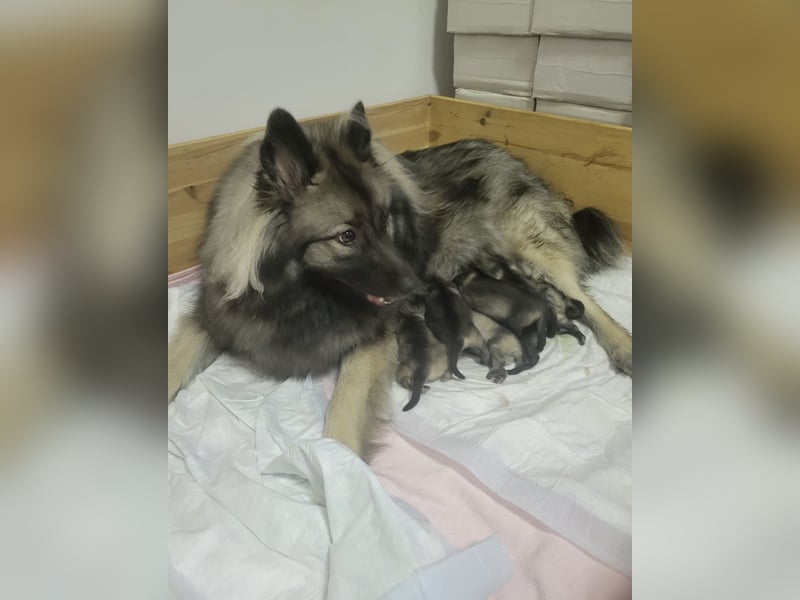 Wolfsspitz Welpen