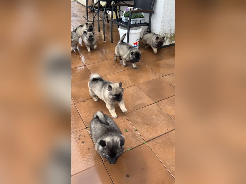 Wolfsspitz Welpen