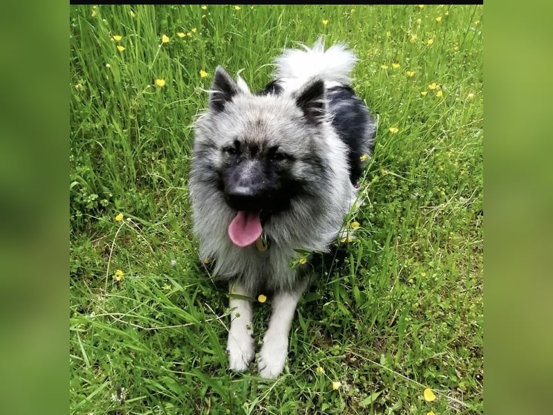 Wolfsspitz Welpen