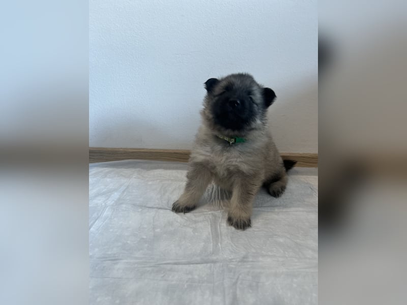 Wolfsspitz Welpen