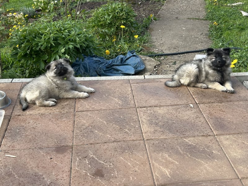 Wolfsspitz Welpen