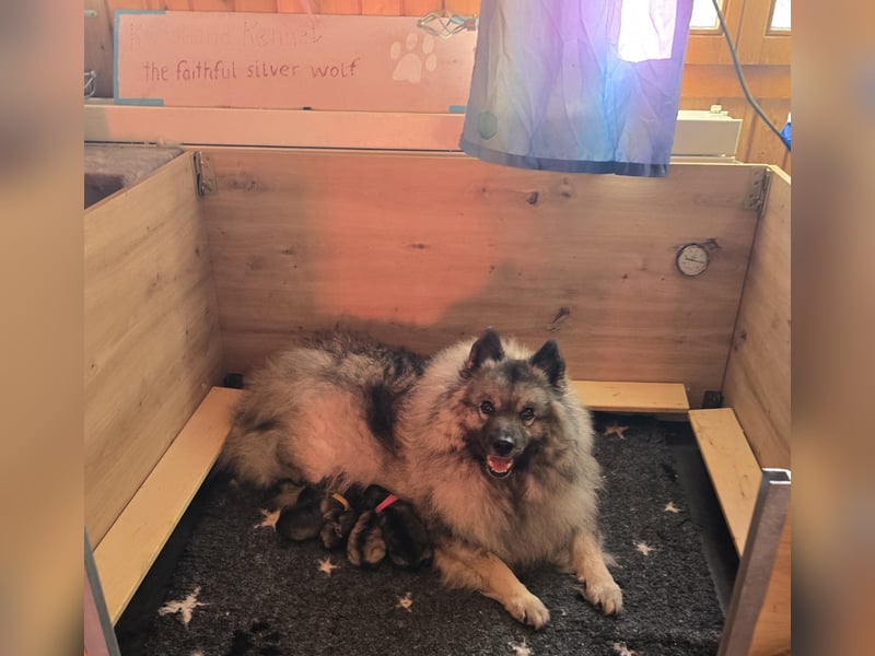 E Wurf the faithful silver wolf