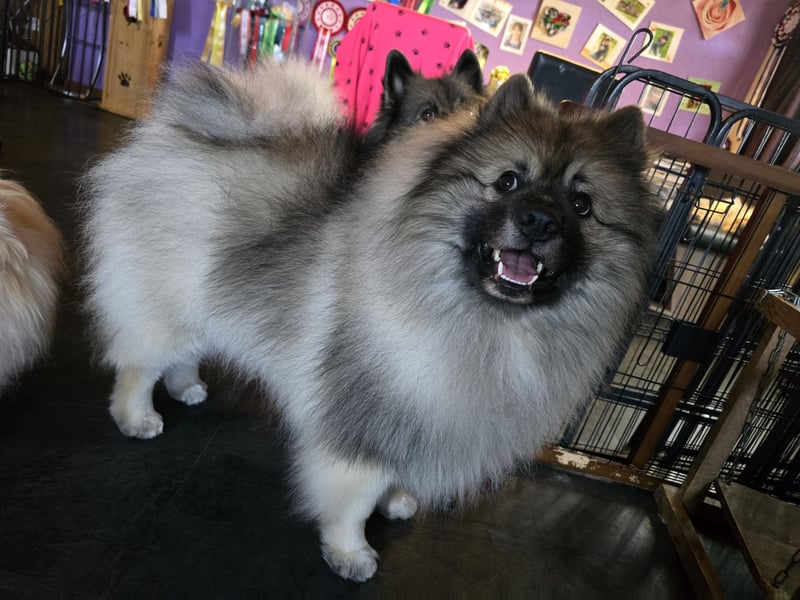 E Wurf the faithful silver wolf