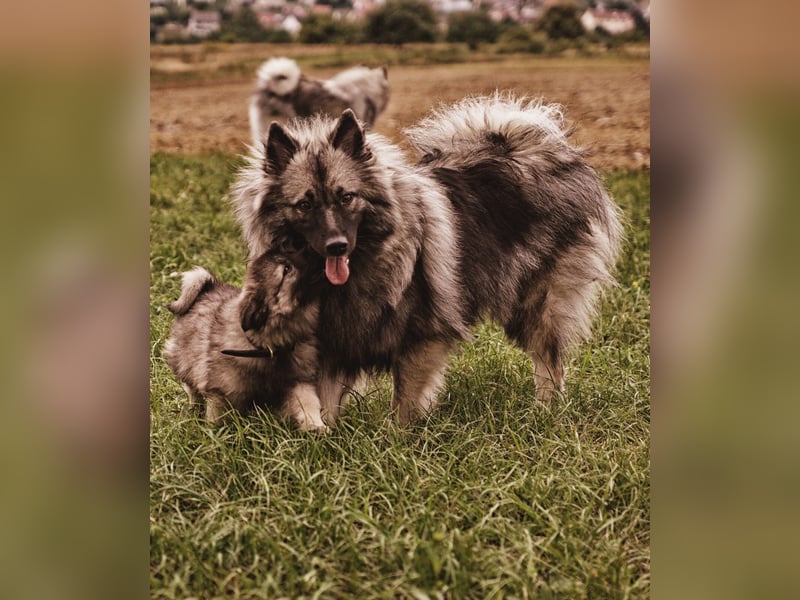 Wolfsspitz Welpen Alter Schlag