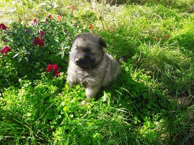 Wolfsspitz Welpen Alter Schlag