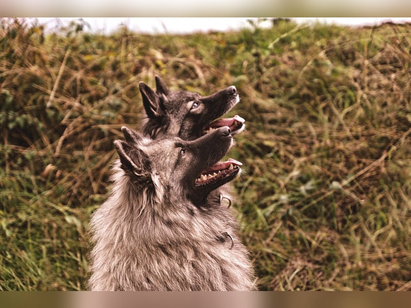 Wolfsspitz Welpen Alter Schlag