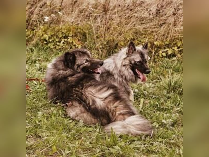 Wolfsspitz Welpen Alter Schlag