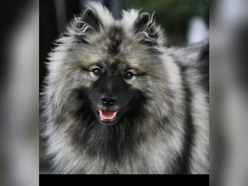 Wolfsspitz-Welpen suchen ihr Herzenszuhause