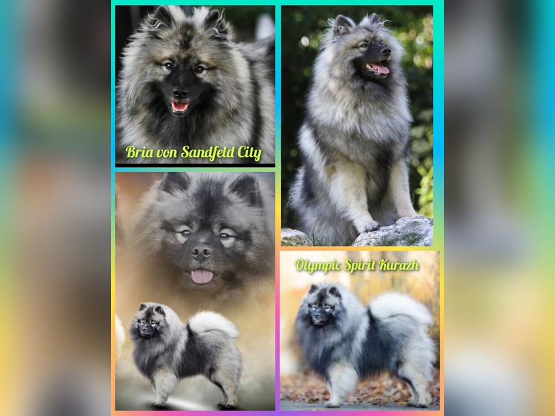 Wurfankündigung von Wolfsspitzwelpen