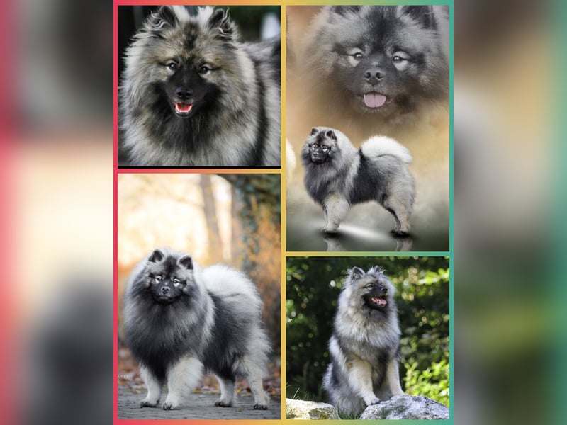 Wolfsspitz-Welpen suchen ihr Herzenszuhause