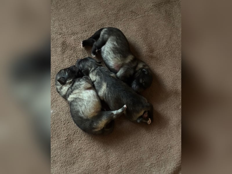 Wolfsspitz-Welpen suchen ihr Herzenszuhause