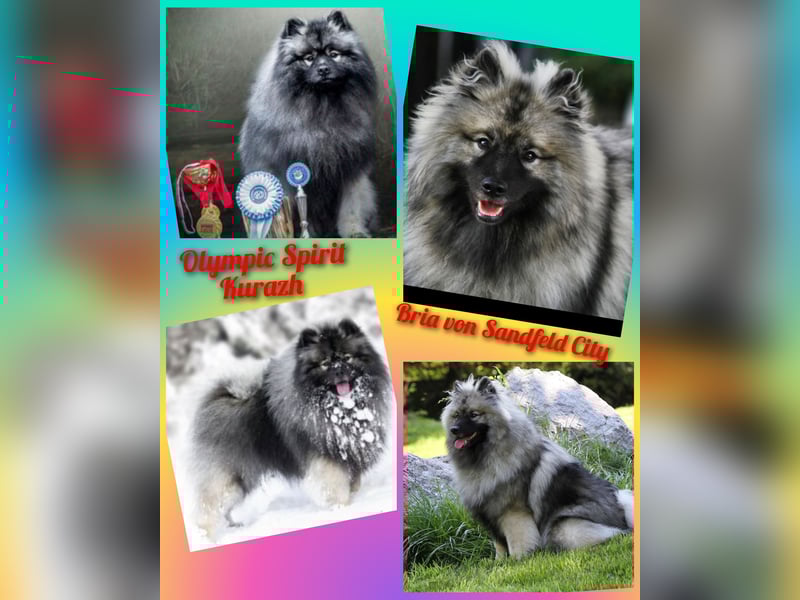 Wolfsspitz-Welpen suchen ihr Herzenszuhause