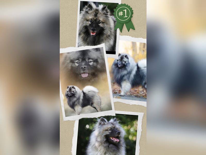 Wurfankündigung von Wolfsspitzwelpen