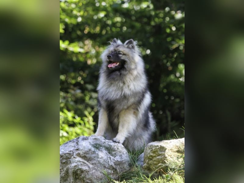 Wolfsspitz-Welpen suchen ihr Herzenszuhause