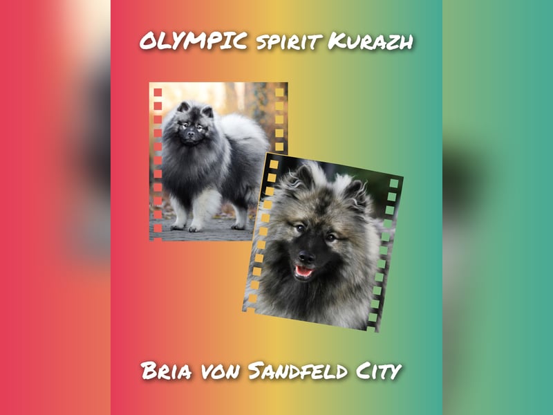 Wolfsspitz-Welpen suchen ihr Herzenszuhause