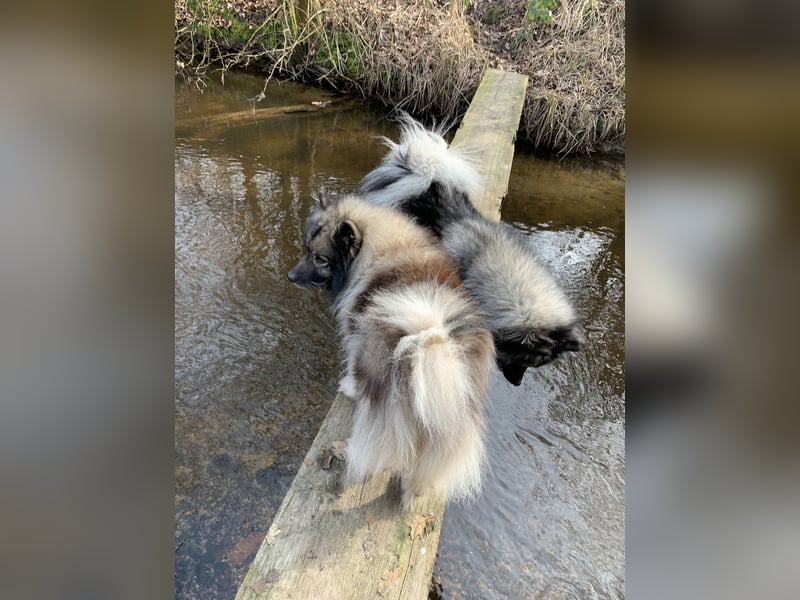 Wolfsspitzzucht Dschidi ˋs