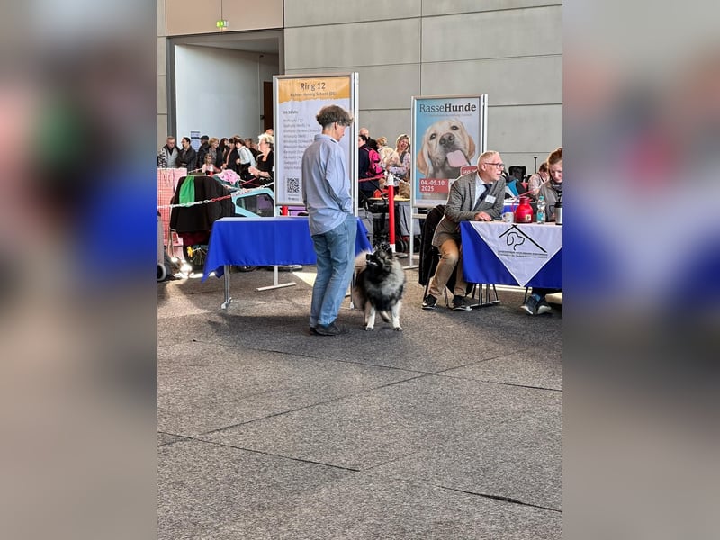 Wolfsspitzzucht Dschidi ˋs