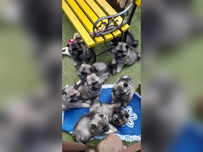 Wolfsspitzzucht Dschidi ˋs