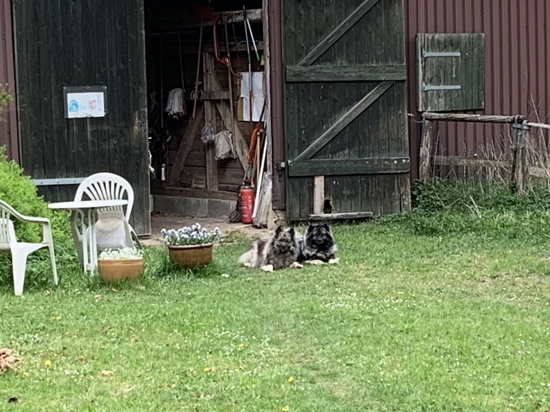 Wolfsspitzzucht Dschidi ˋs