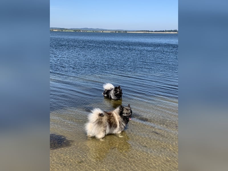 Wolfsspitzzucht Dschidi ˋs