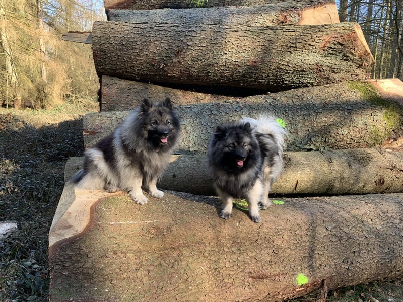 Wolfsspitzzucht Dschidi ˋs