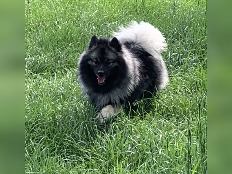 Wolfsspitzzucht Dschidi ˋs