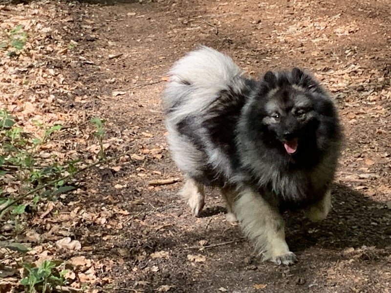 Wolfsspitzzucht Dschidi ˋs