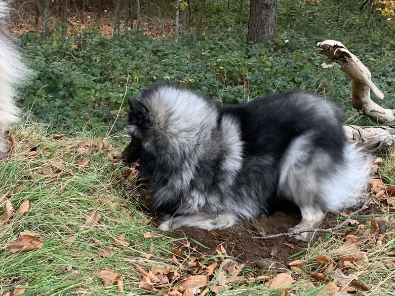 Wolfsspitzzucht Dschidi ˋs