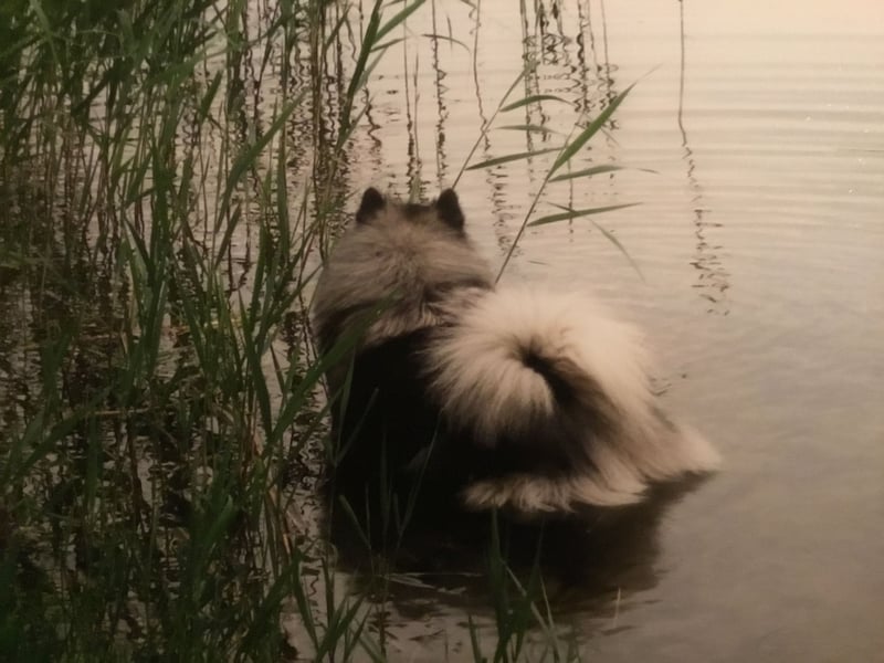 Wolfsspitzzucht Dschidi ˋs