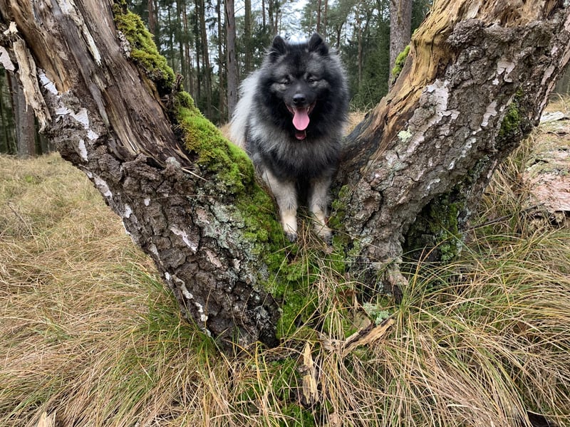 Wolfsspitzzucht Dschidi ˋs