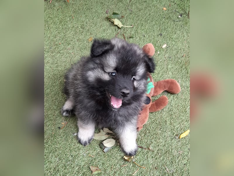 Wolfsspitzzucht Dschidi ˋs