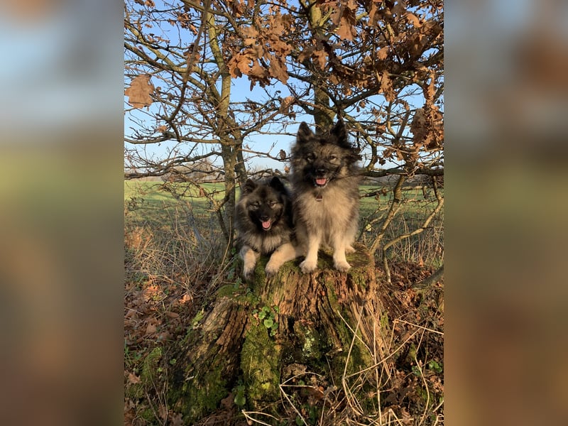 Wolfsspitzzucht Dschidi ˋs